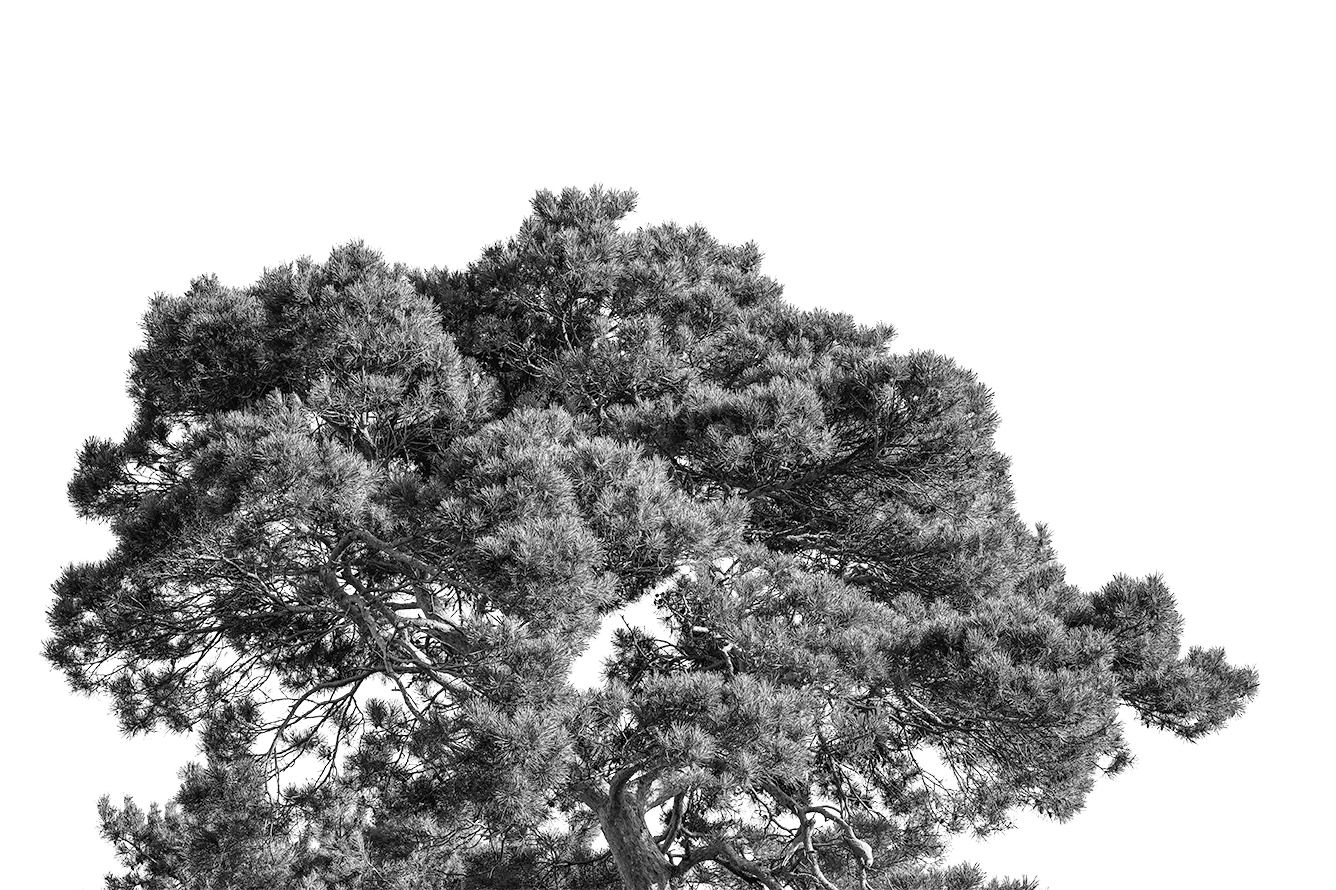 Tree Style 2