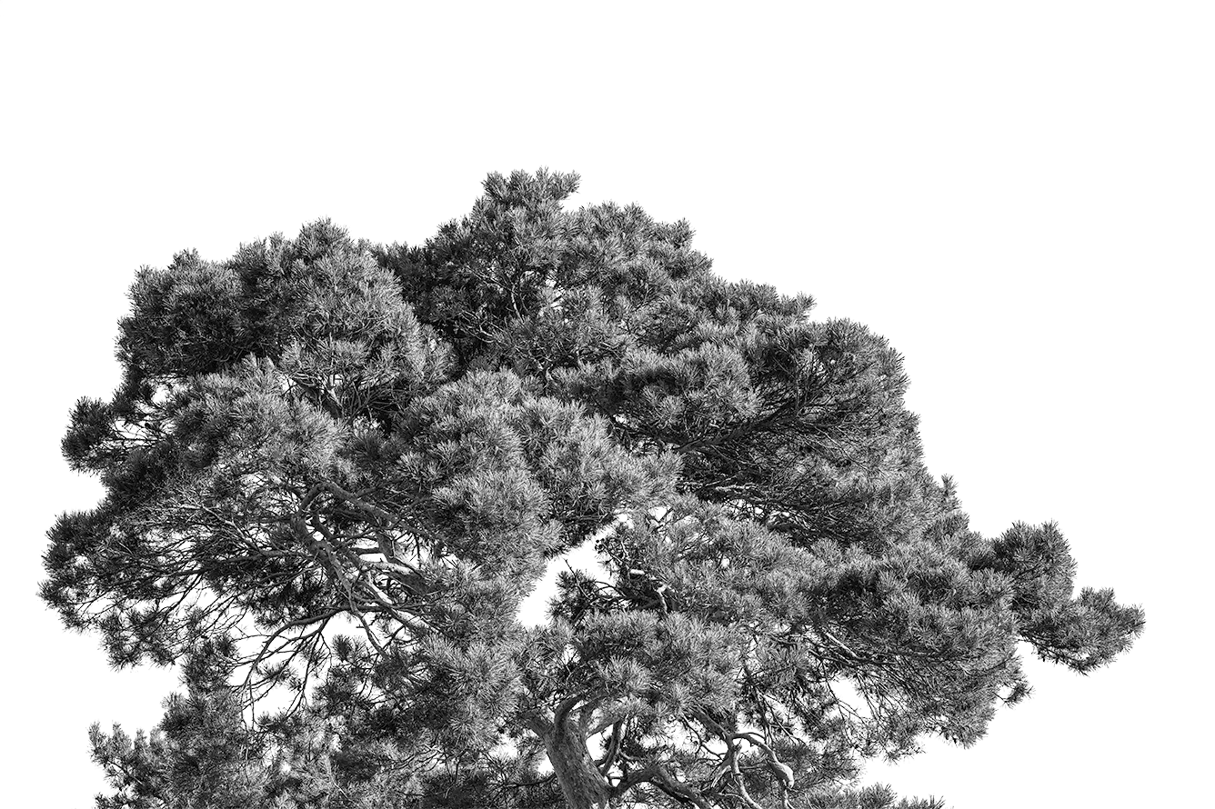 Tree Style 2