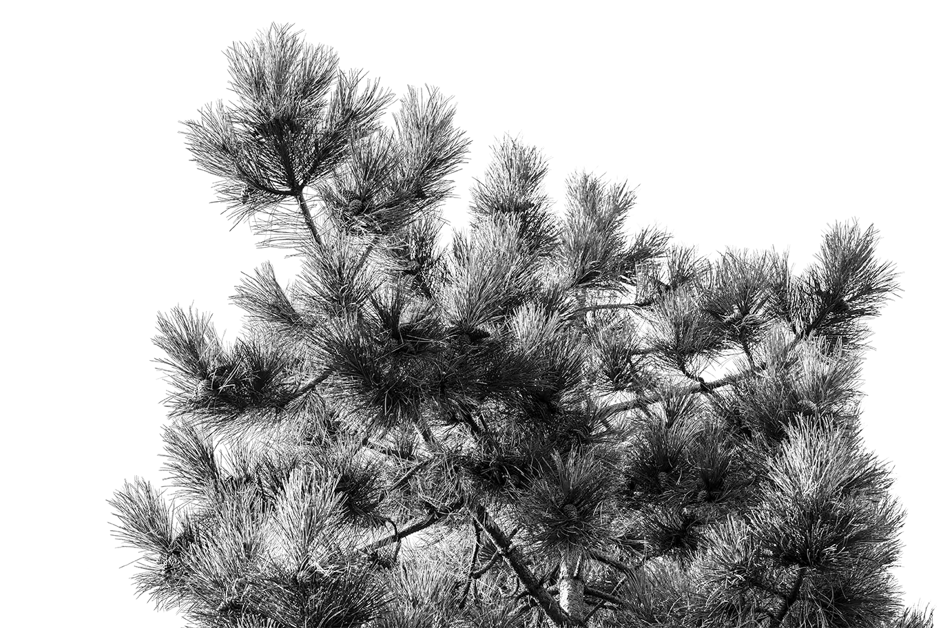 Tree Style 4